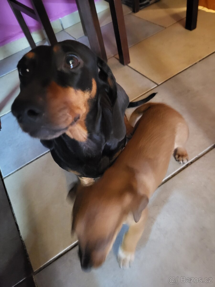 Jezevčík standard x Jezevčík trpasličí pejsek - 7