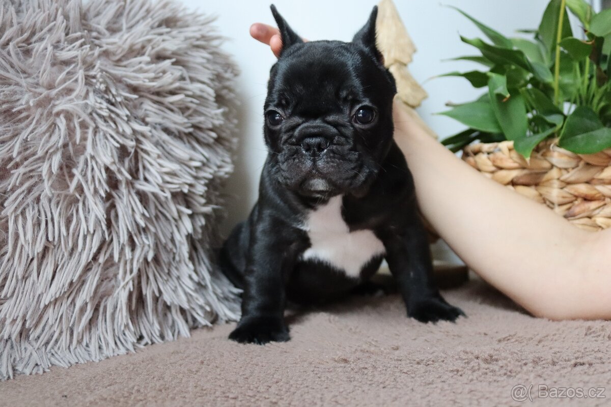 Francouzský buldoček s průkazem původu - 7