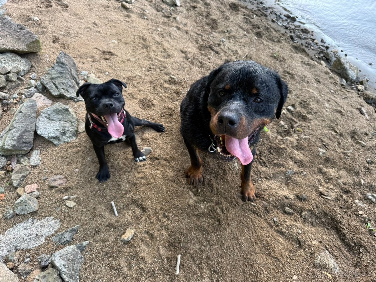 Školka pro psy, hlídání - 7