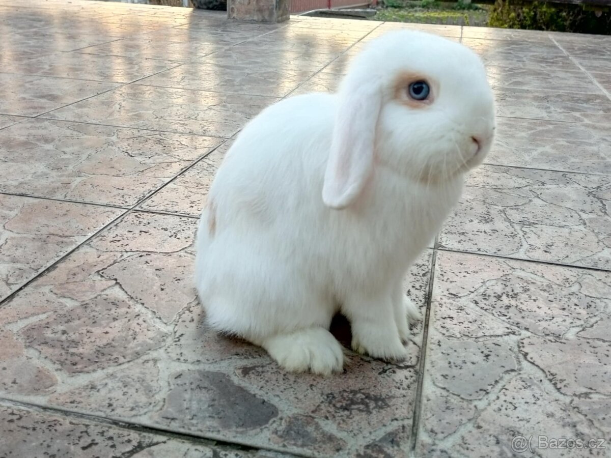 Volná samička - Anglický Zakrslý Beránek MiniLop🍑🧡🤍 - 7