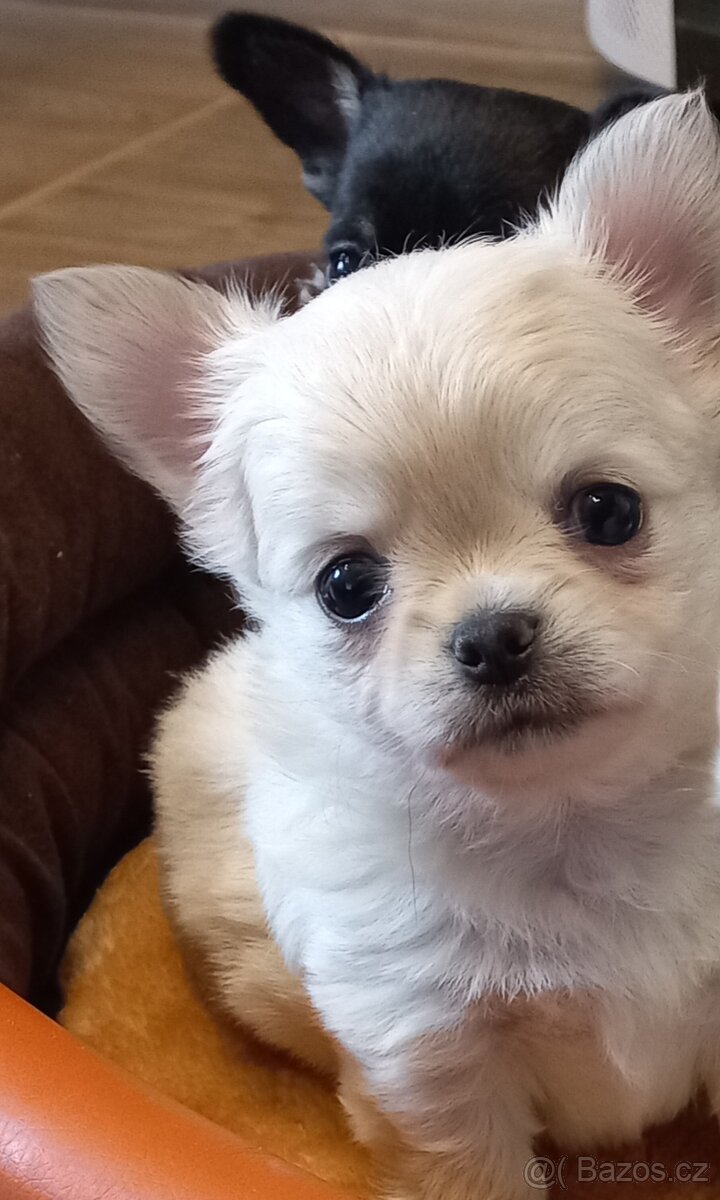 Maltézský psík - maltézáček- pejsek - 7