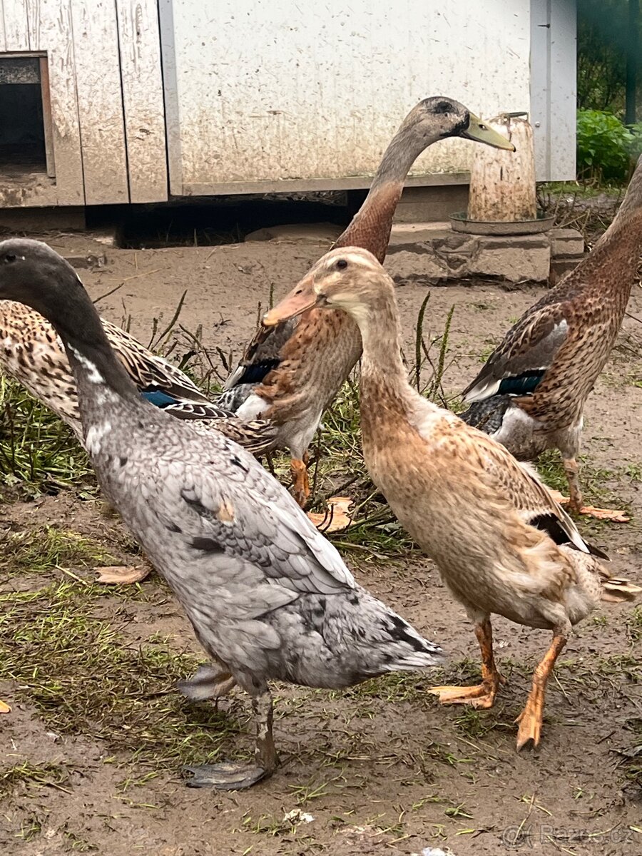 Indický běžec 🦆🦆 pár - 7
