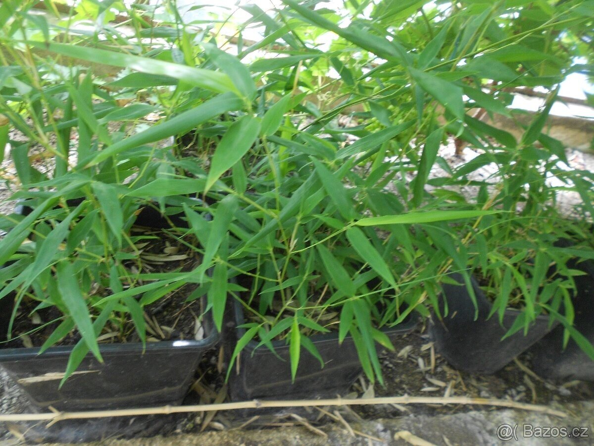 Bambusy Vysočina - 7