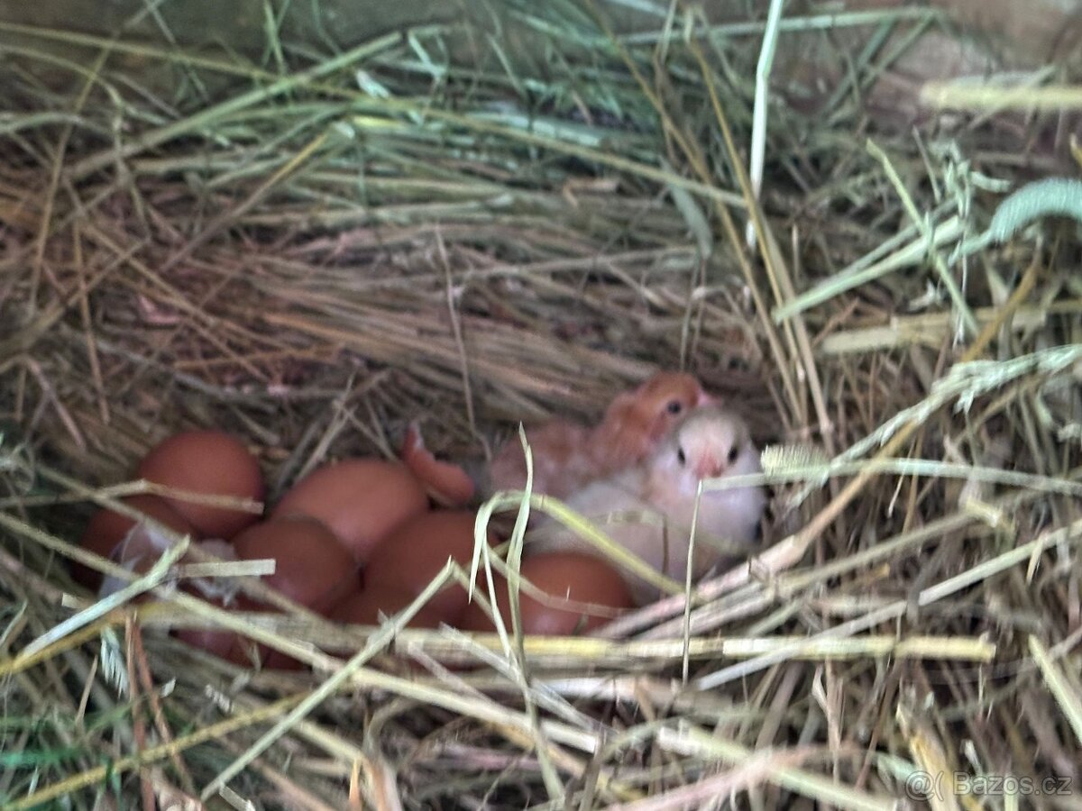 Prodej bio vajec - 7