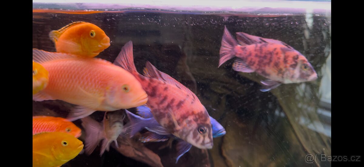 Africké cichlidy, axolotly - 7