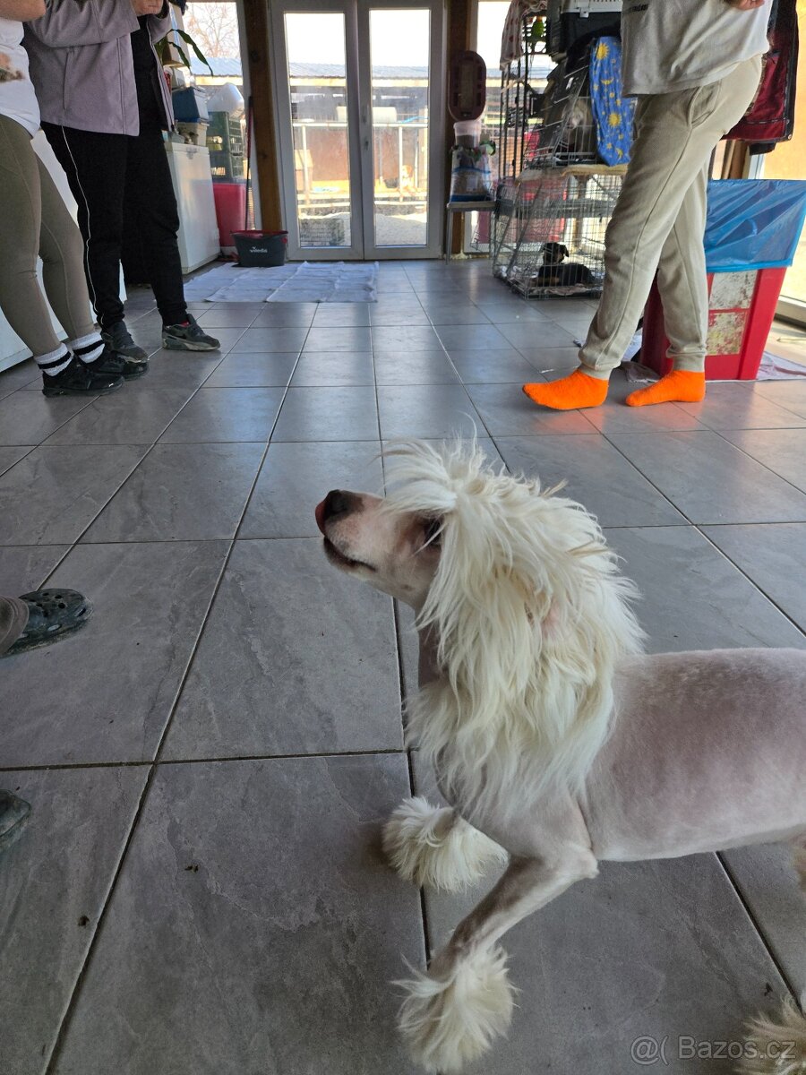 Čínsky chocholatý pes s PP Diego - 7