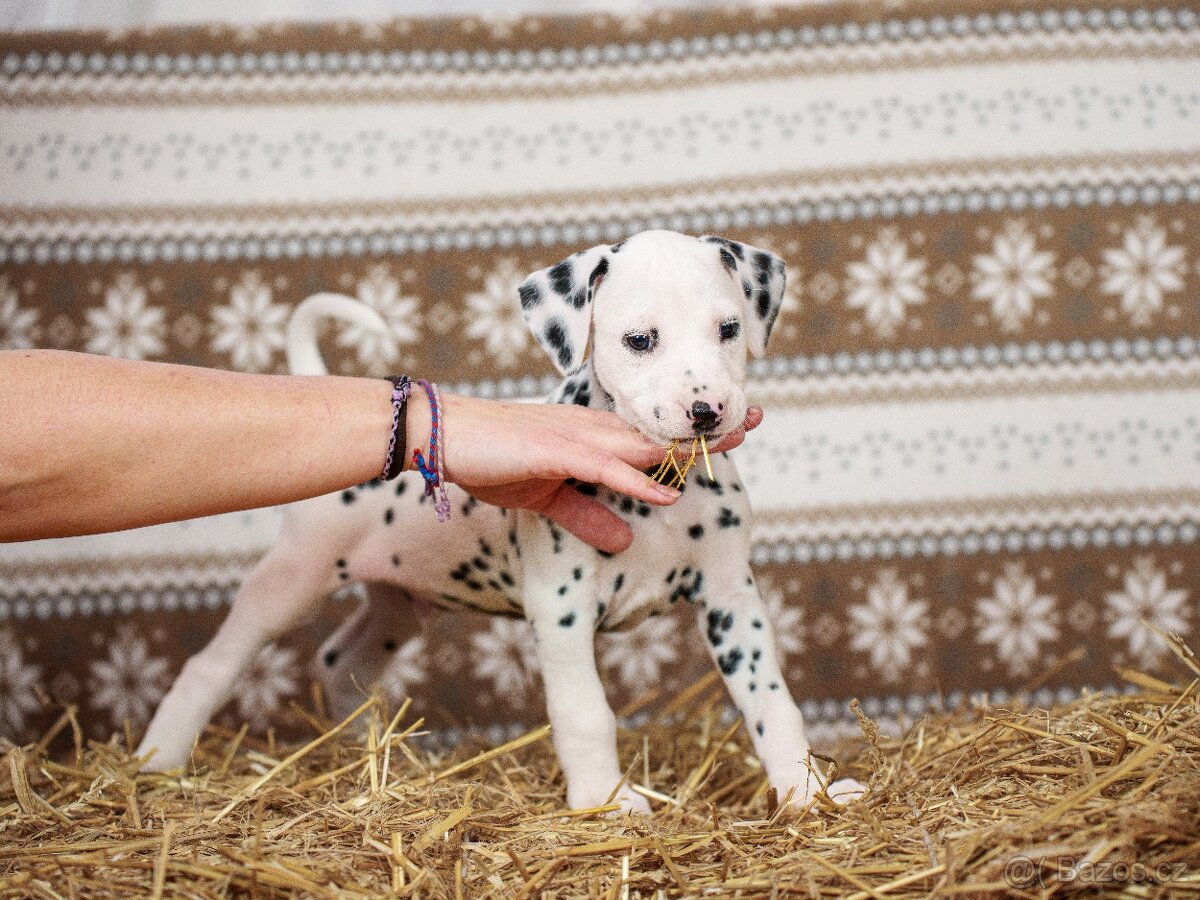 Prodej štěňátek - Dalmatin - 7