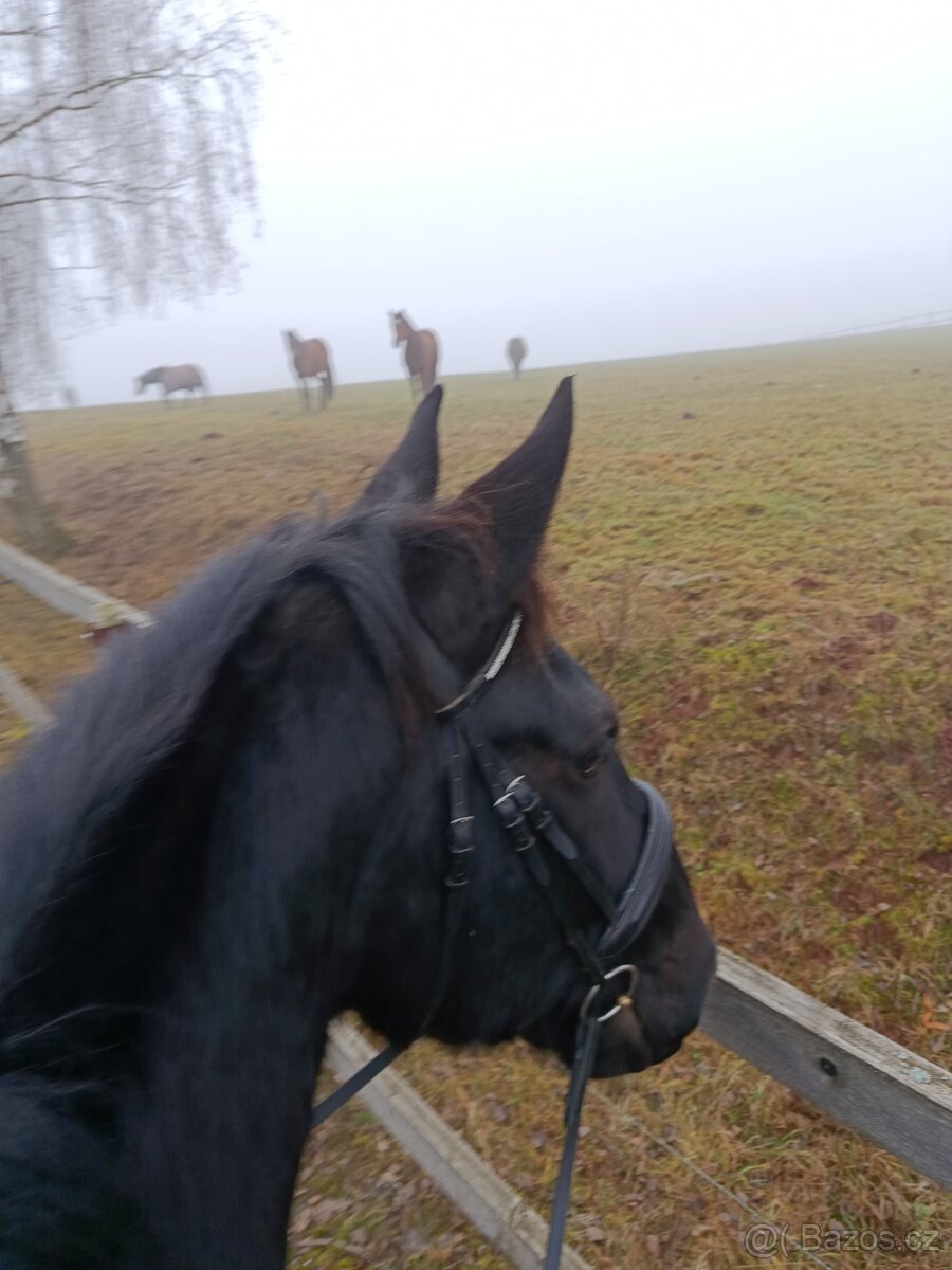 Ustájení-posledni box - 7