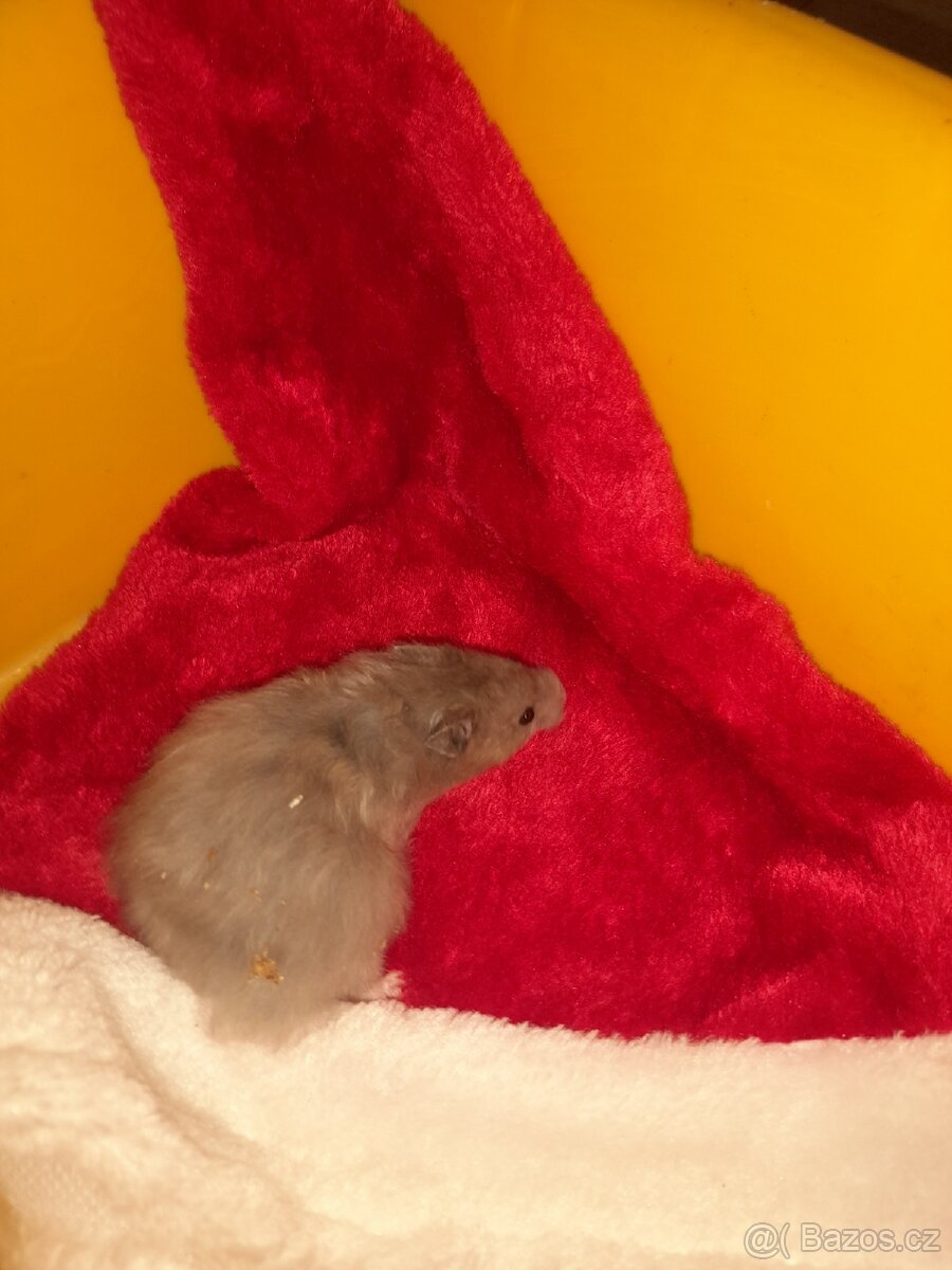 Křeček syrský - 7