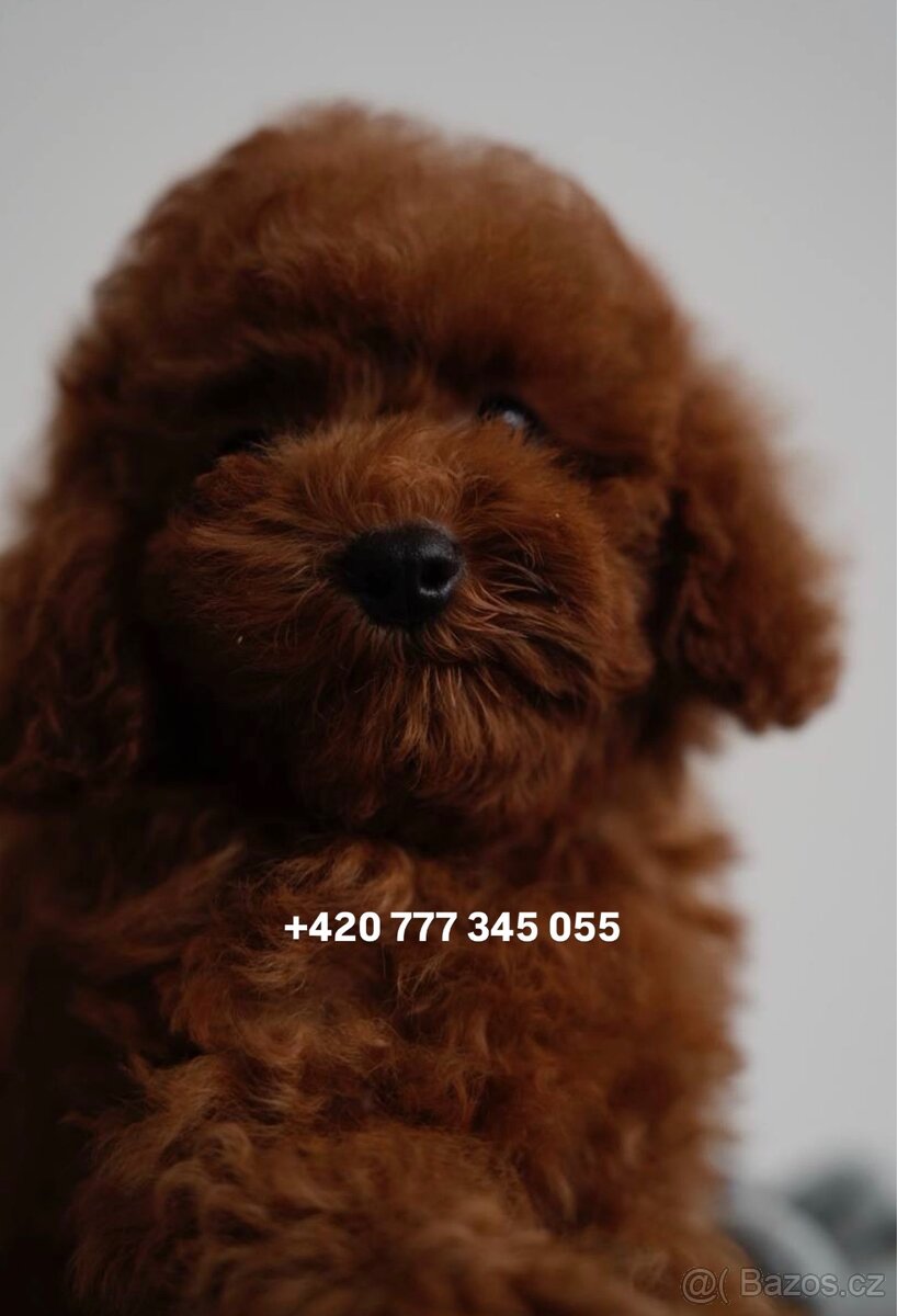 Toy pudl chlapeček Toy Poodle Red Brown boy male - 7