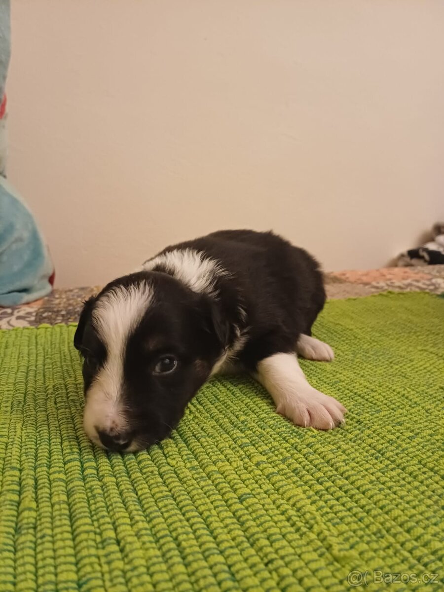 Štěňata Border Kolie - 7