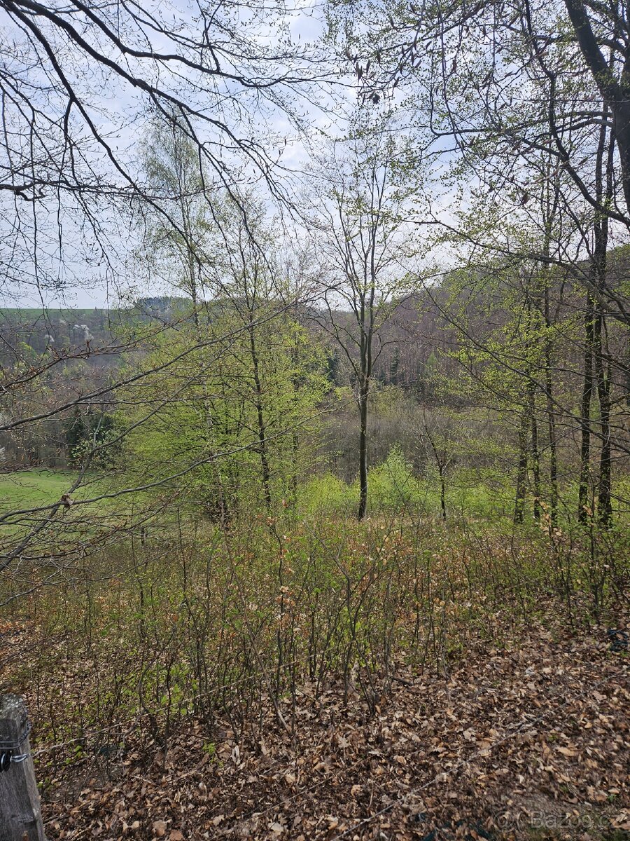Lesní pozemek - 7