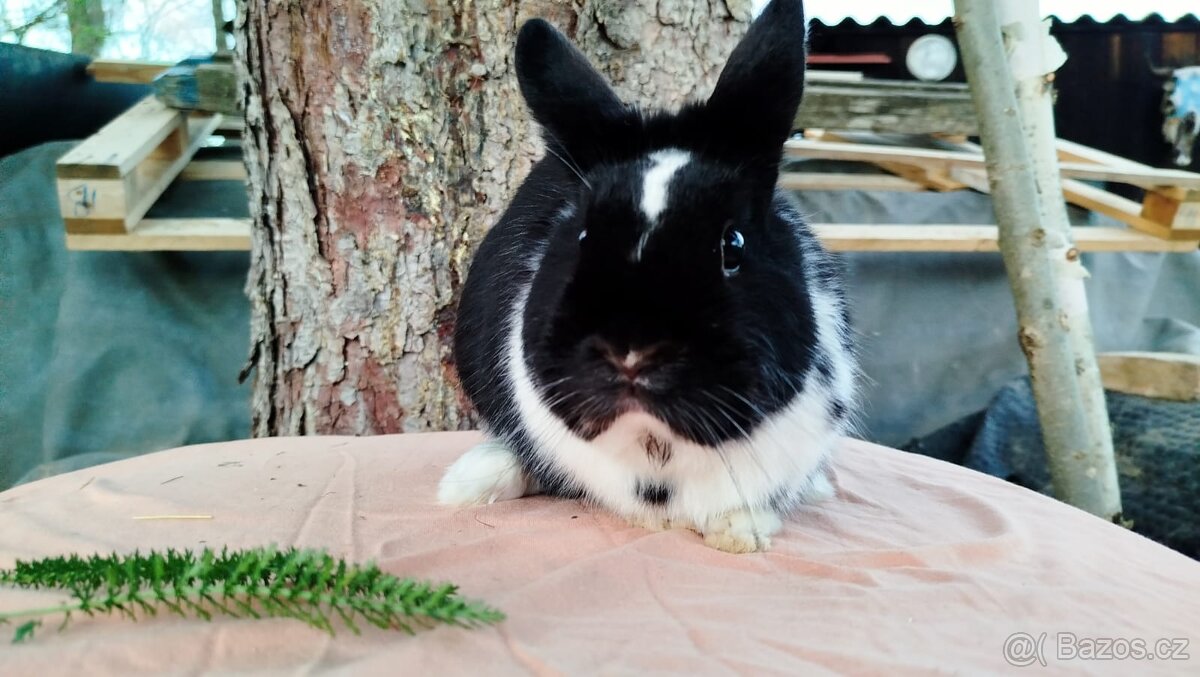 Zakrslý králík - 7