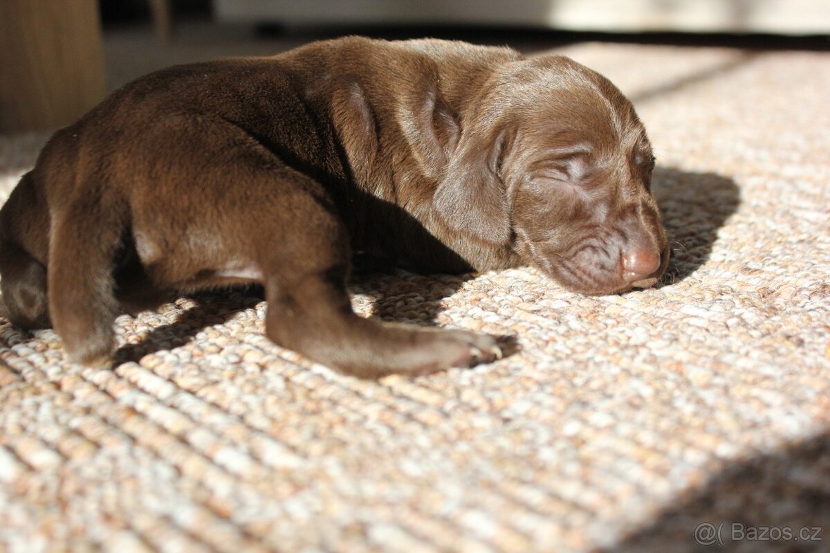 Německý krátkosrstý ohař - 7