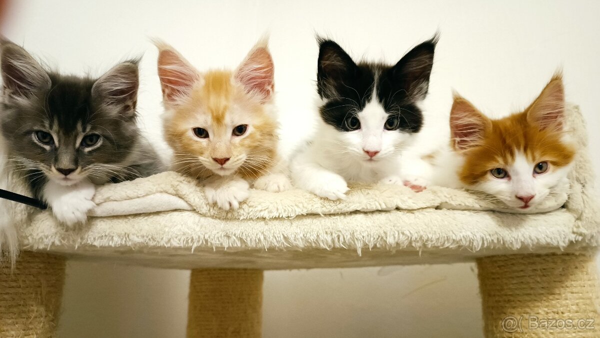 Mainská mývali bez PP - 7