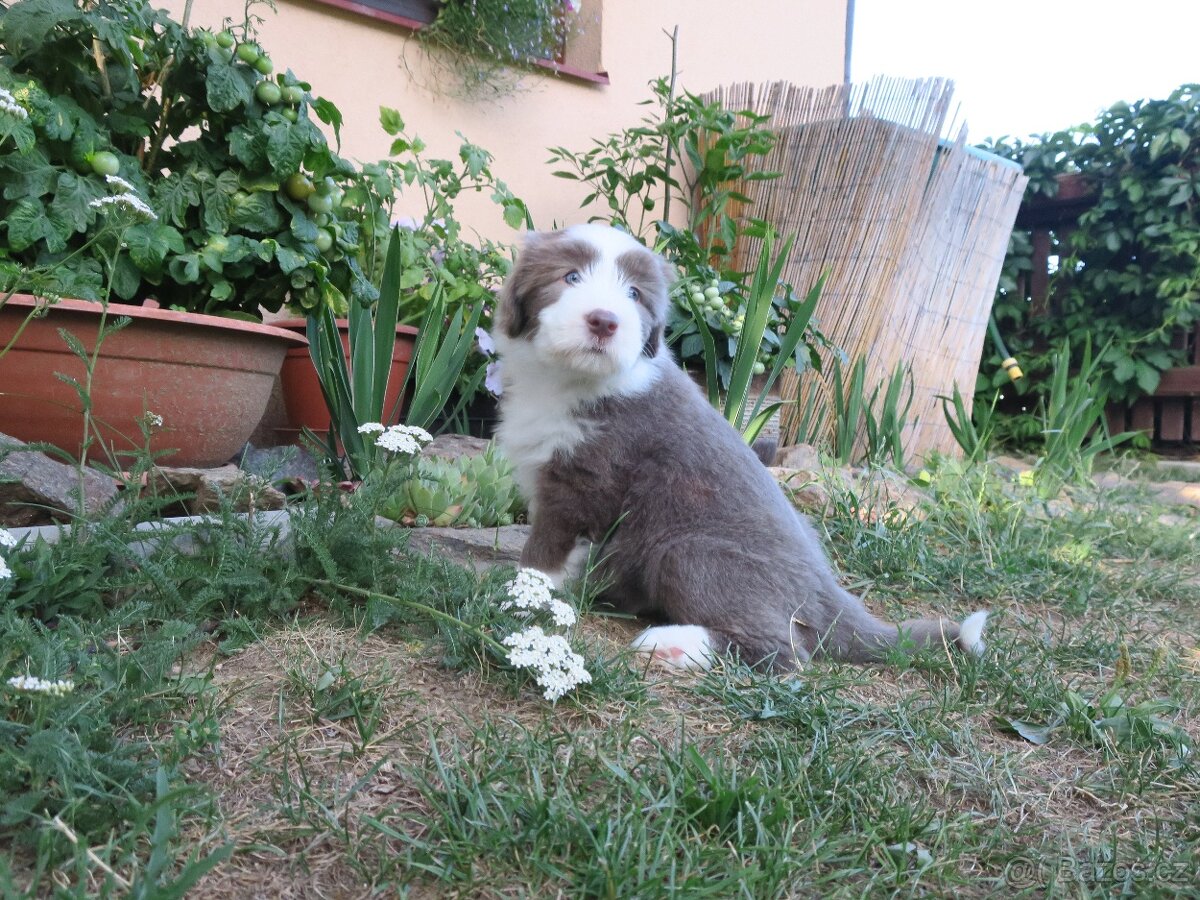 Bearded collie - bearded kolie s PP - 7