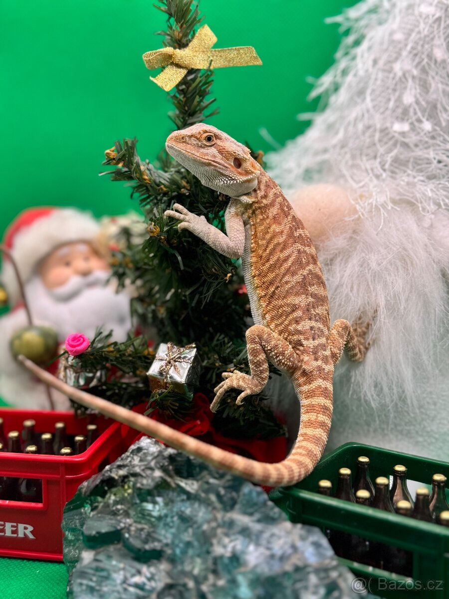 Agama Vousatá-Nejkrásnější mláďata sezóny - 7