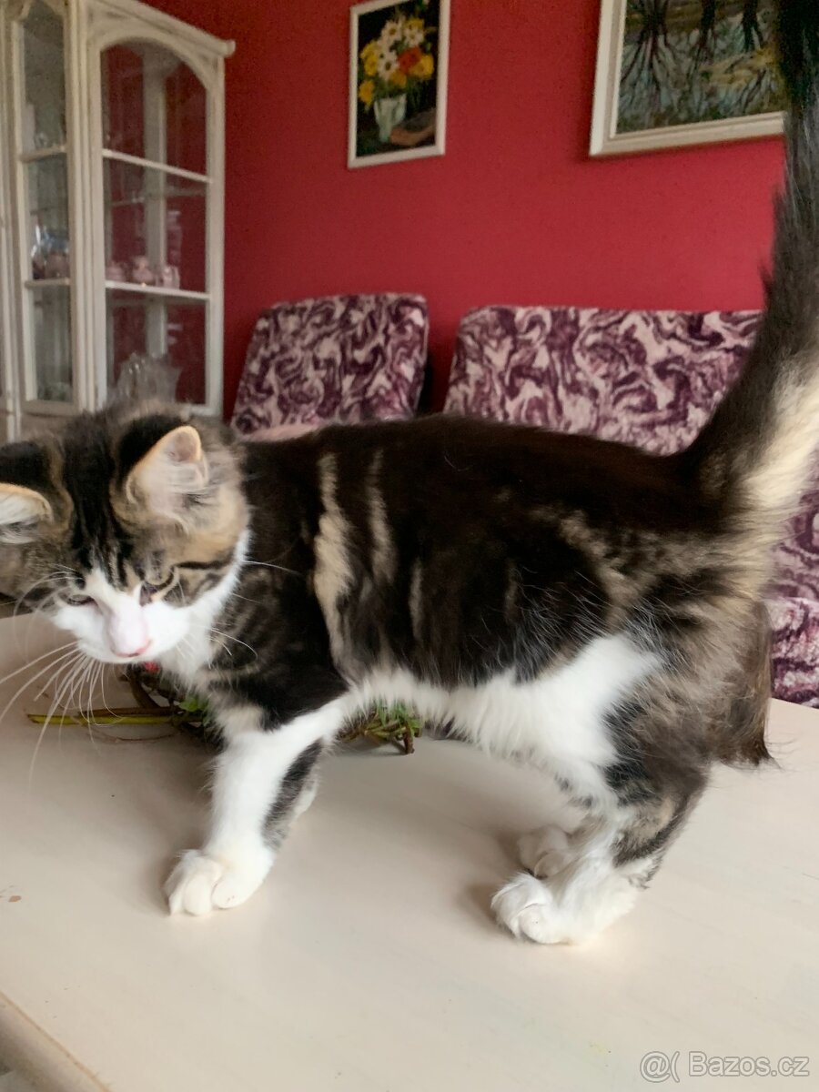 mainská mývalí - kocourci s PP - 7