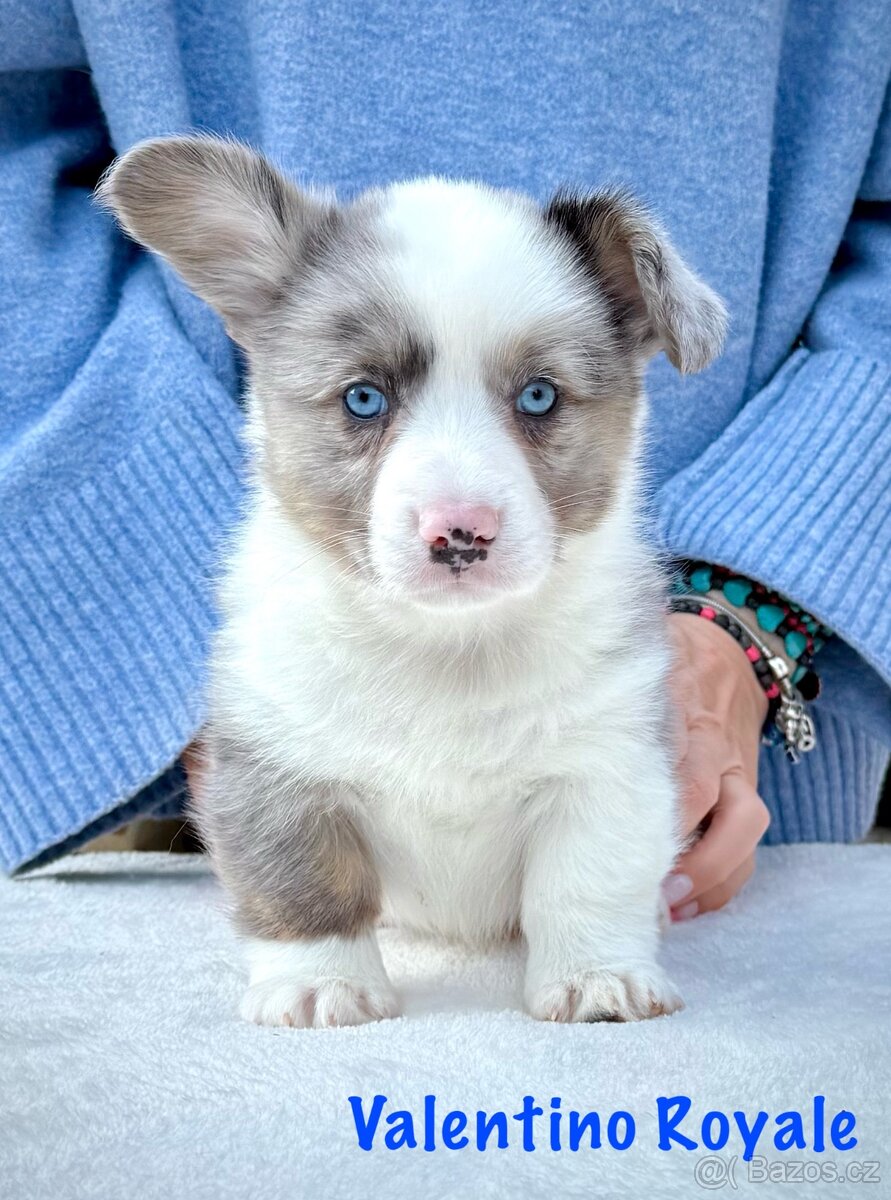 Corgi steniatka s PP. - 7