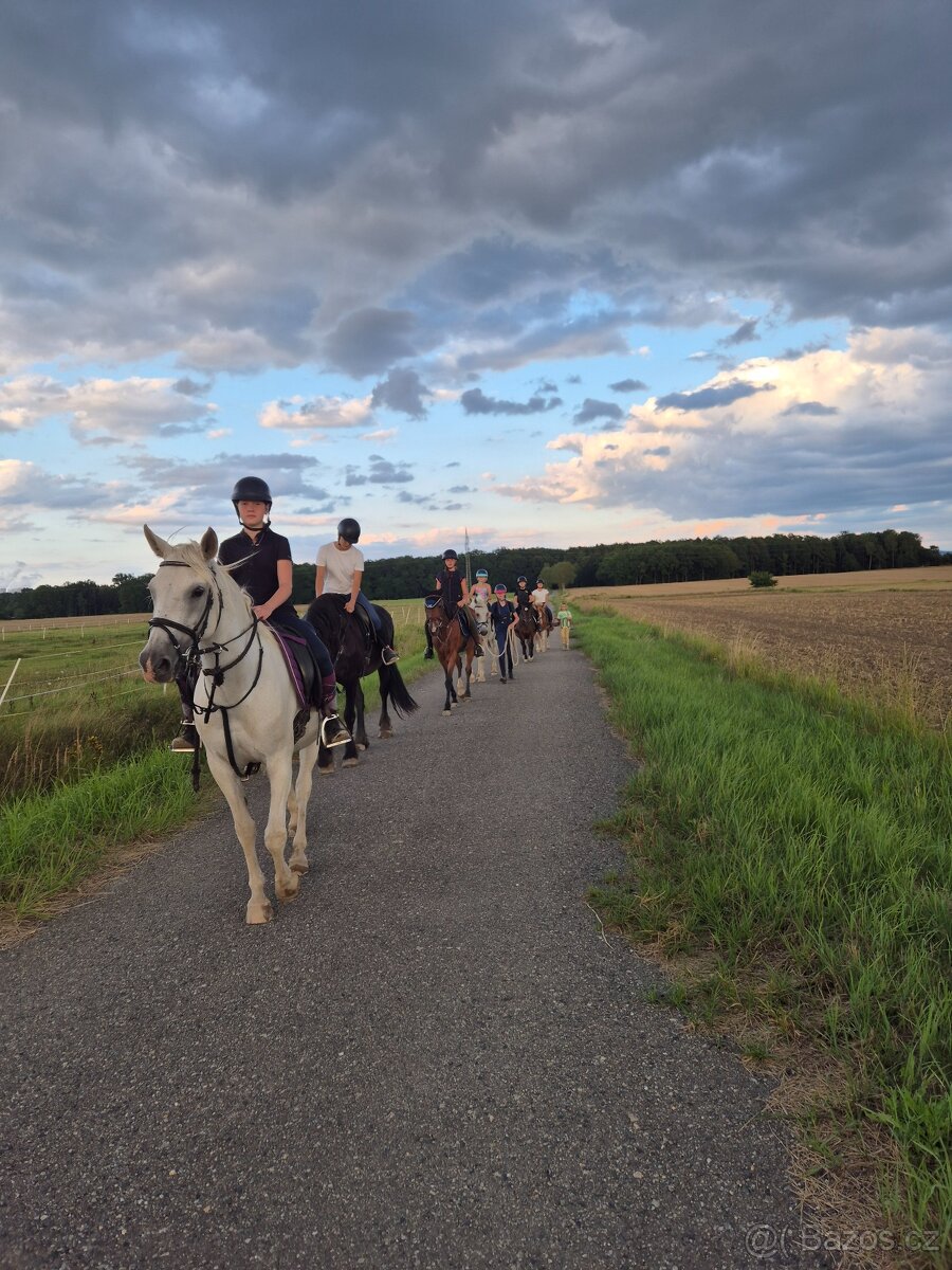 Shagya arab klisna 16-let - 7