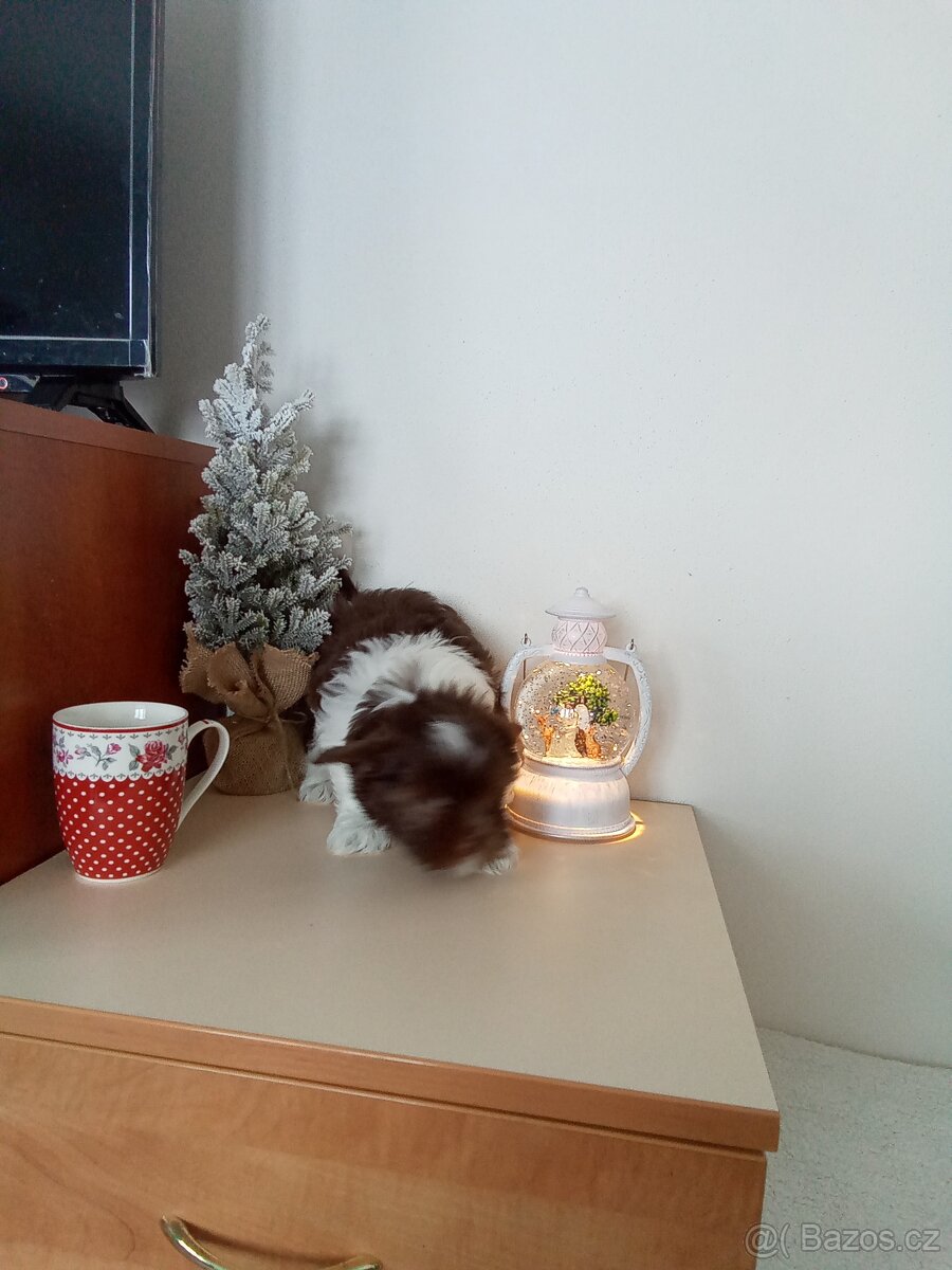 Jorkšírský teriér štěňata - 7