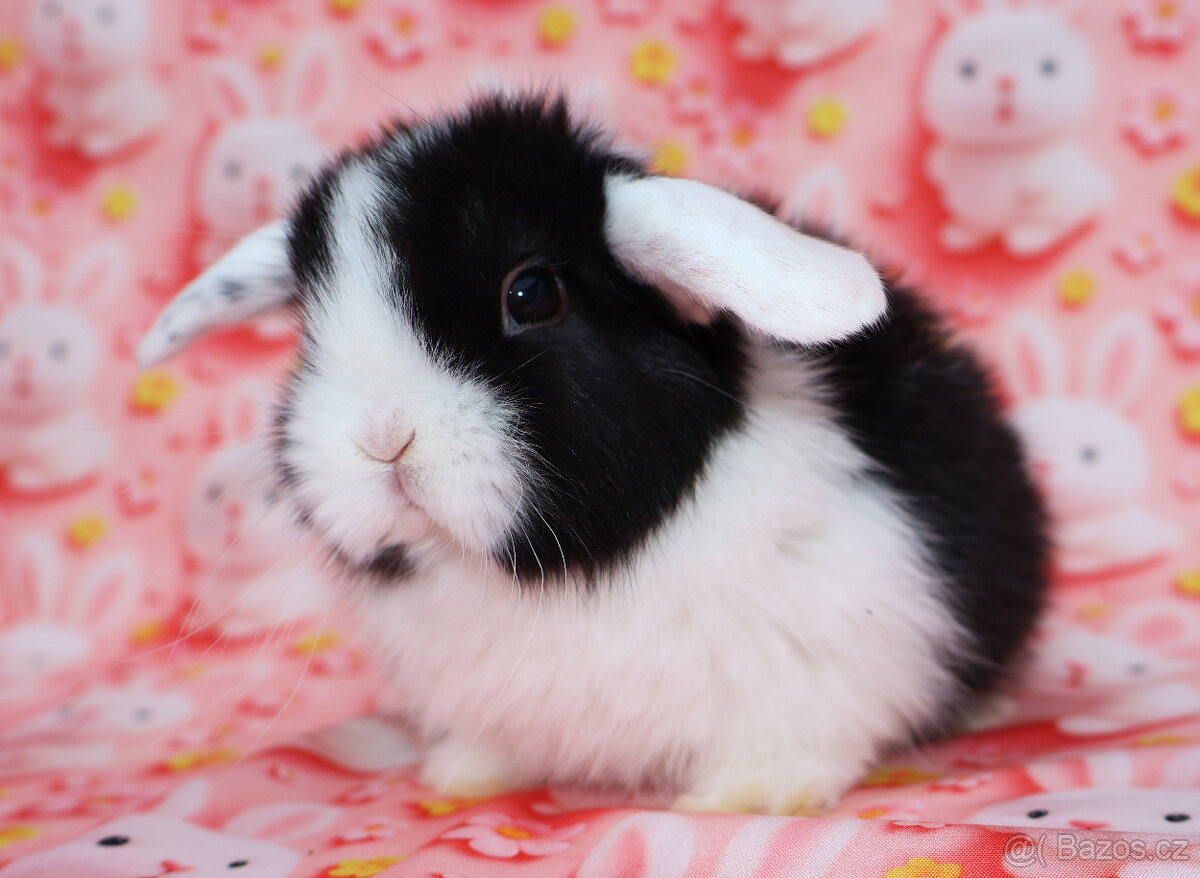 WO Zakrslý beránek s VP , maličká samička - 7