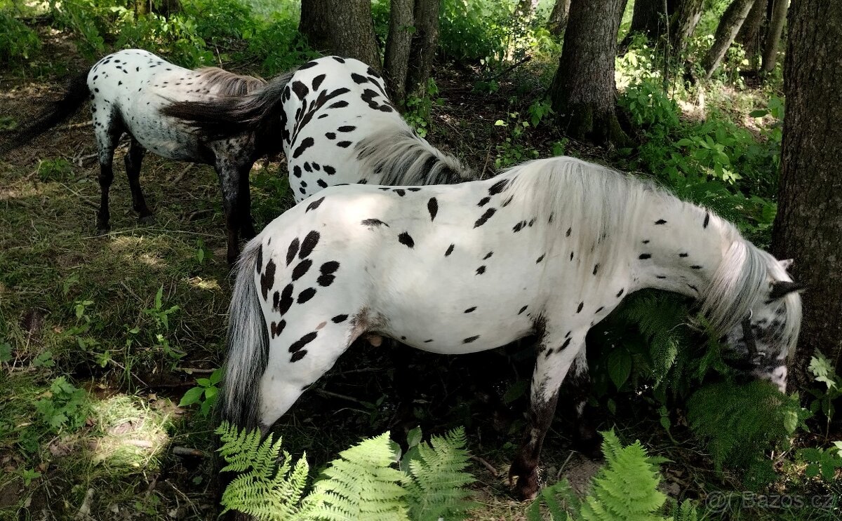🐎Miniaturní hřebečci🐎 - 7