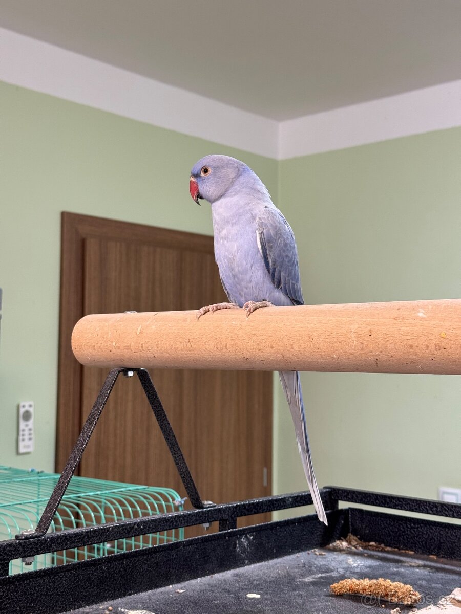 Alexandr malý krotký - 7