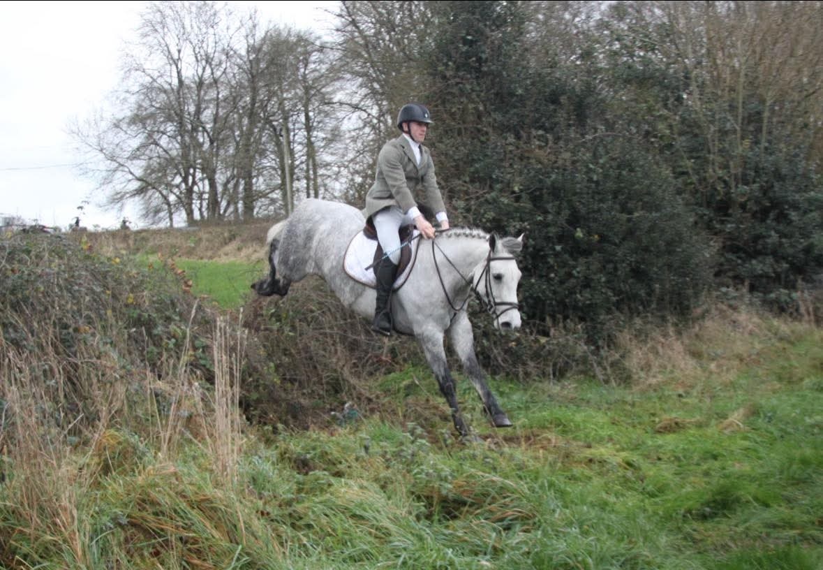 Connemara pony valach 5let - 7