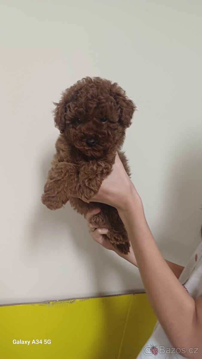 Štěňata červenohnědého toy pudla - 7