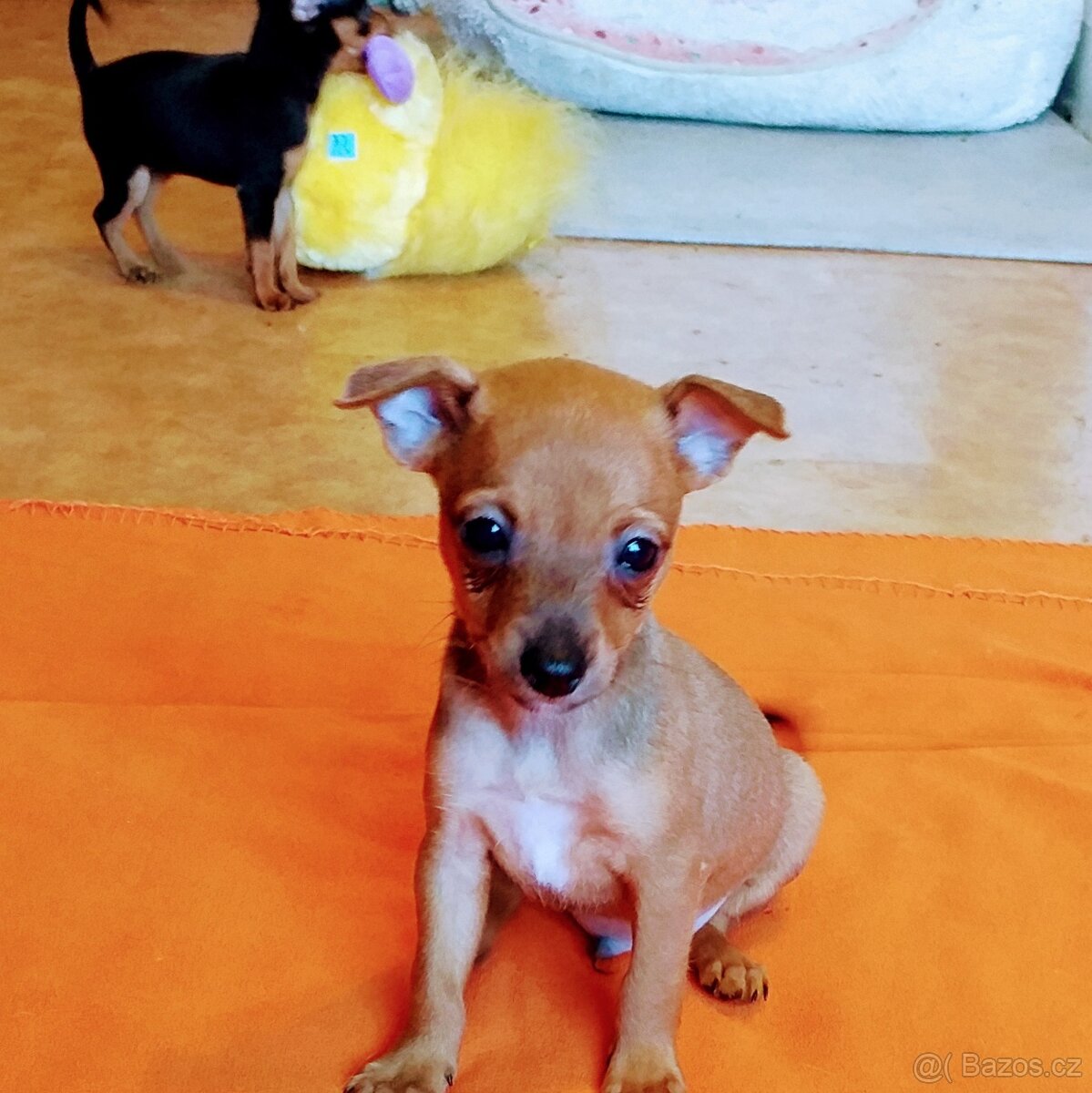 Pražský krysařík - 7