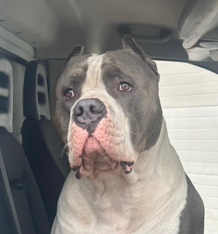 Vymazlená štěňátka American Bully - 7