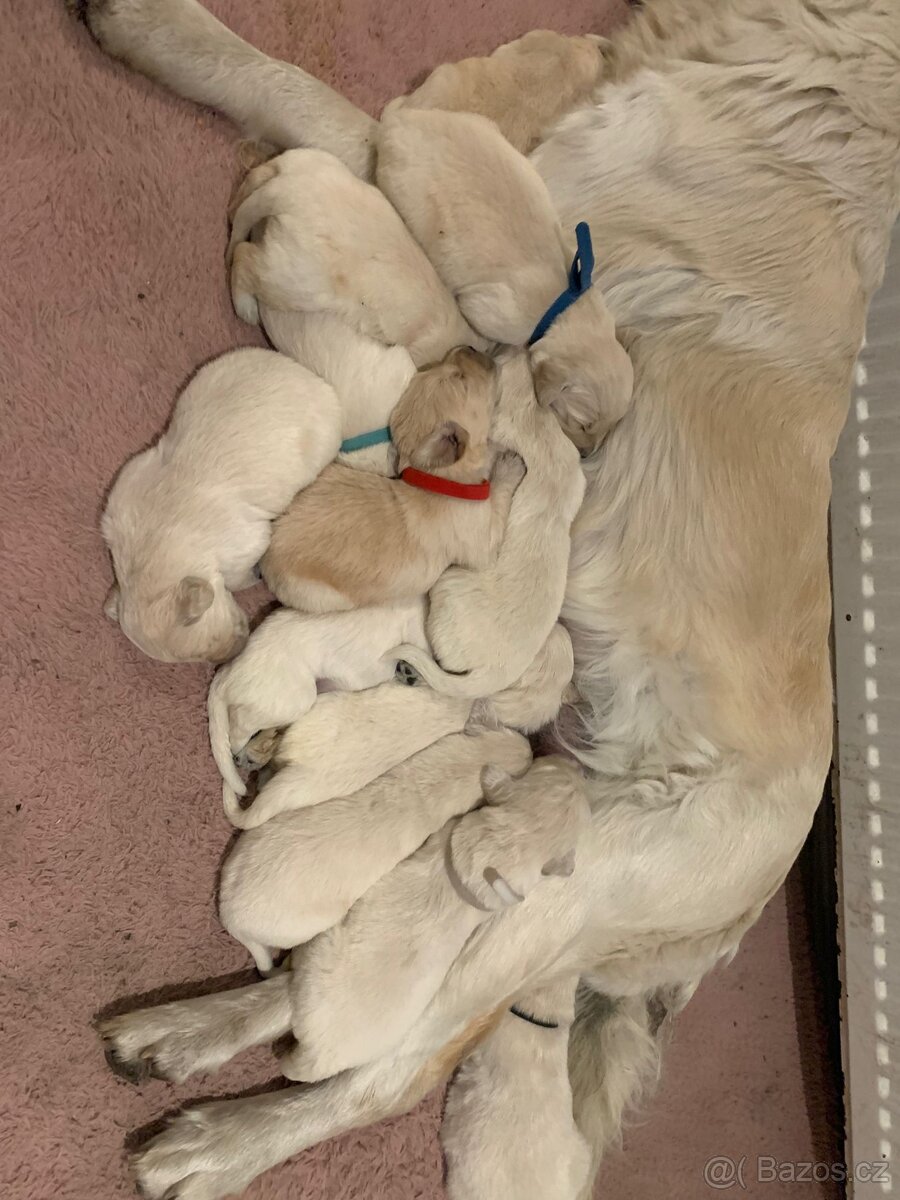 Zlatý retrívr štěňátka 🐶 - 7