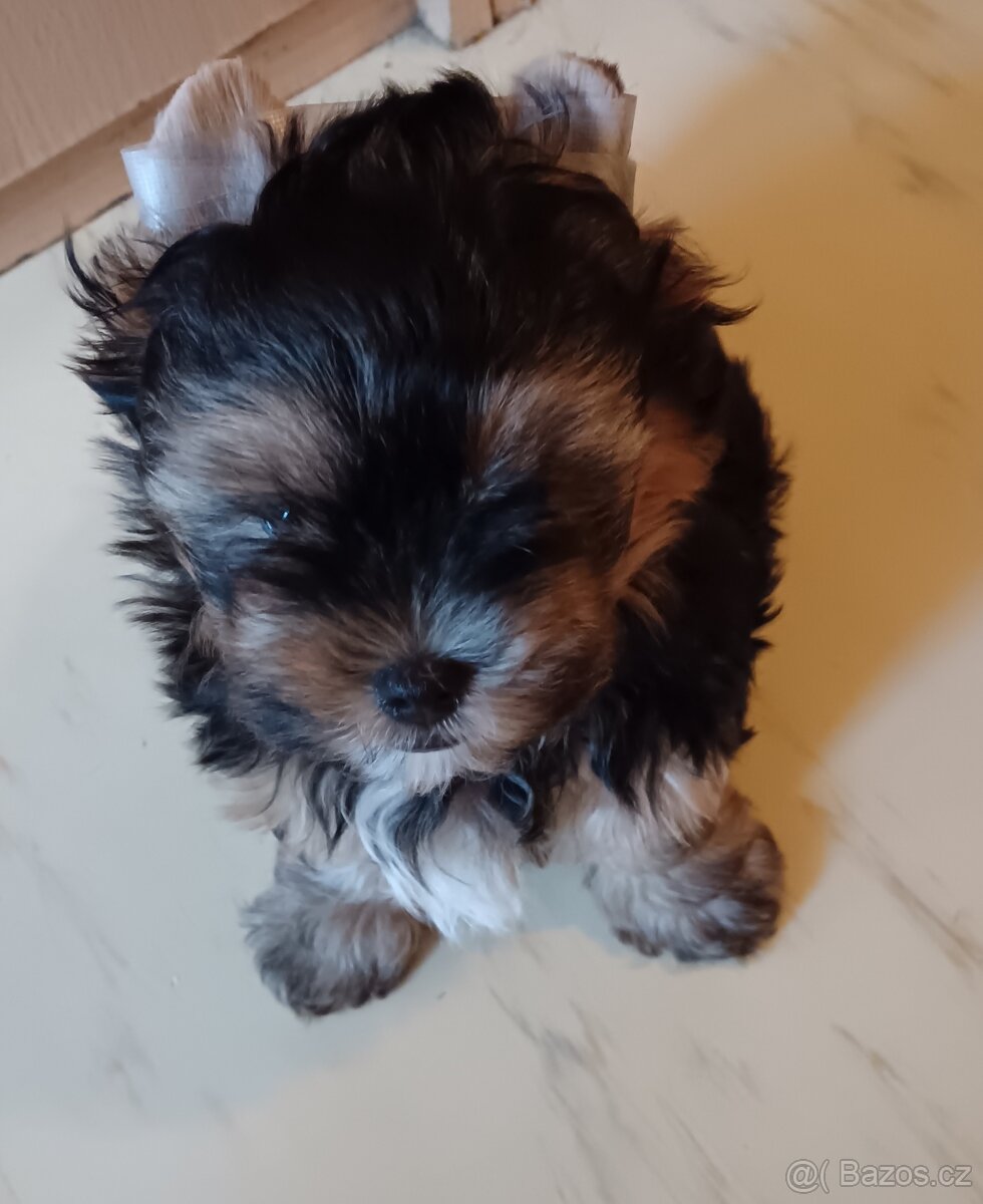 Jorkšírský teriér -štenátko - 7