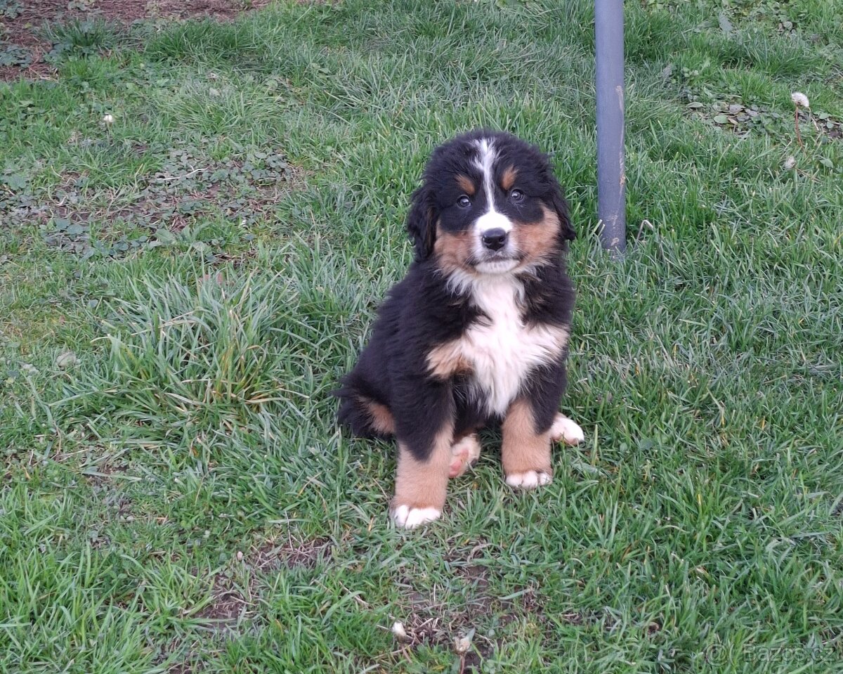 Bernský salašnícky pes šteniatka - 7