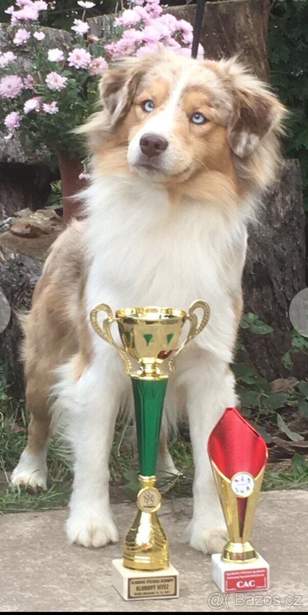 Miniaturní americký ovčák - štěňátka s PP - 7