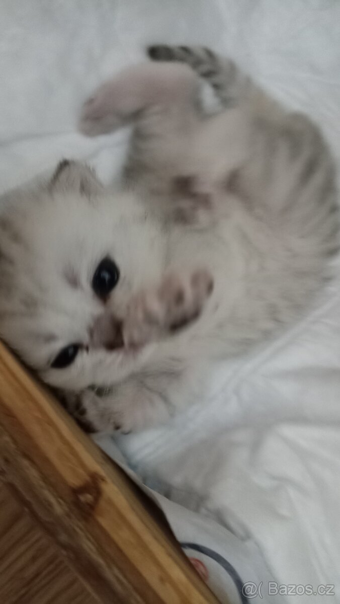 Britská koťátka s PP - 7
