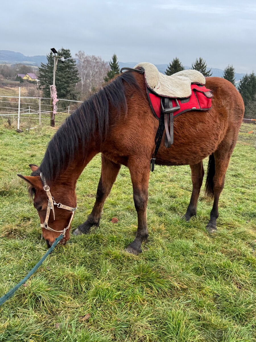 WPBR mohutný velký hřebeček - 7