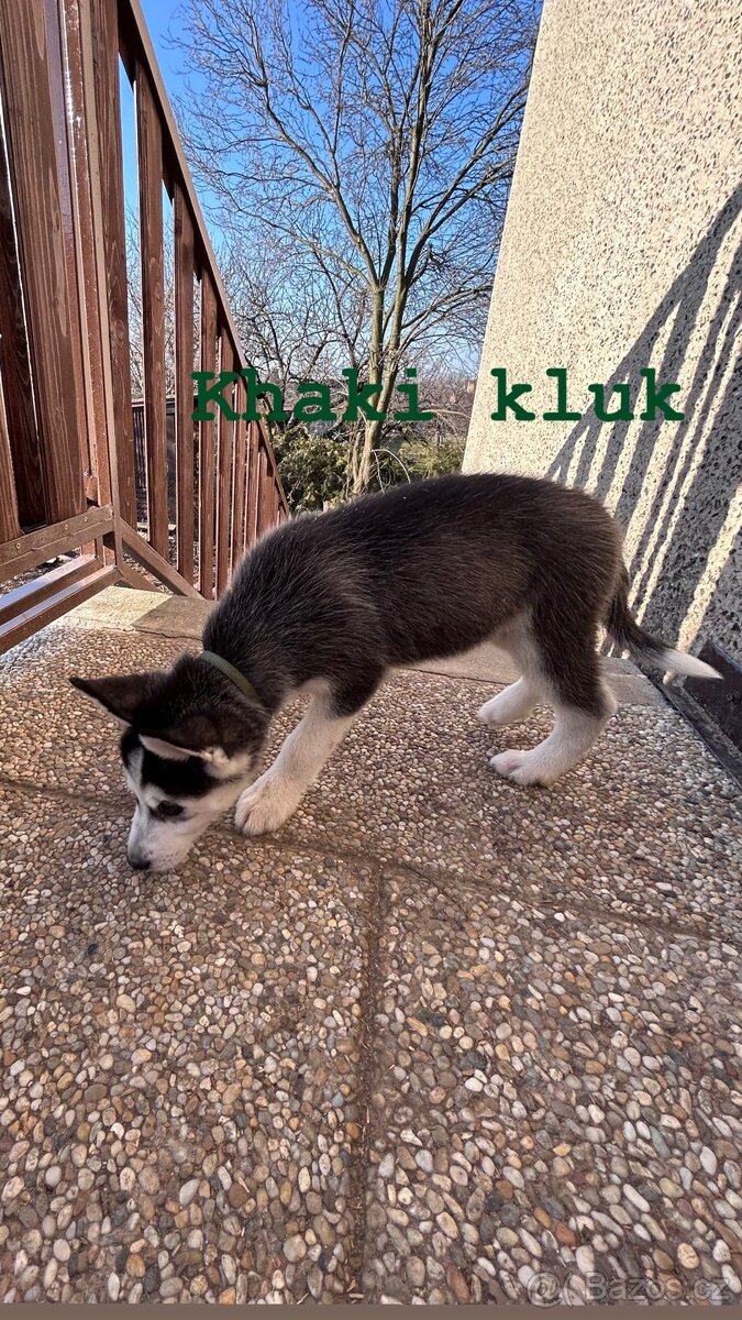 Prodám štěňátka - 7