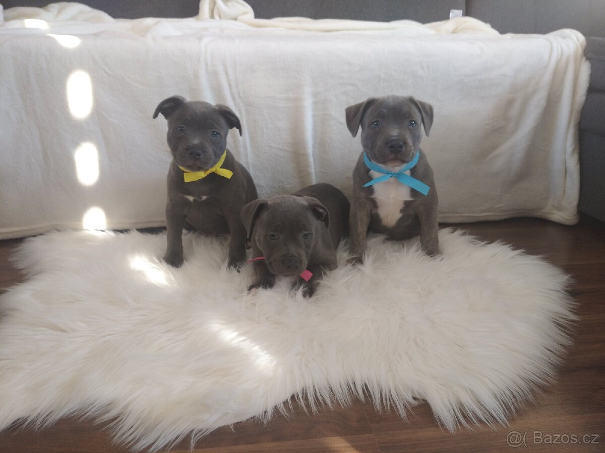 Stafordšírský bulteriér - 7