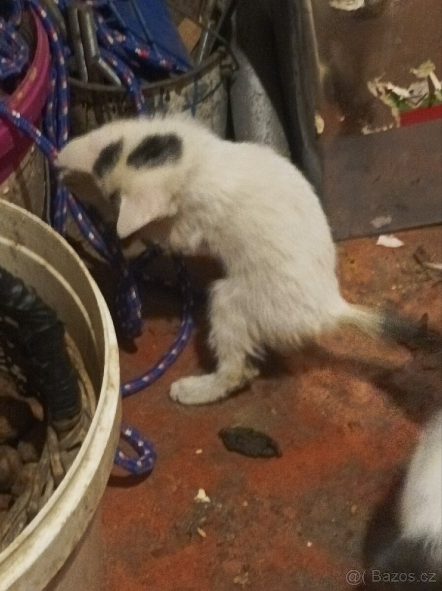 Darují 4 odběr hned zvyklé i na psi - 7