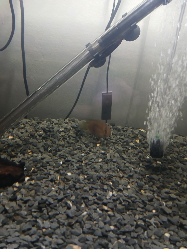 450L akvárium se skříní juwel - 7