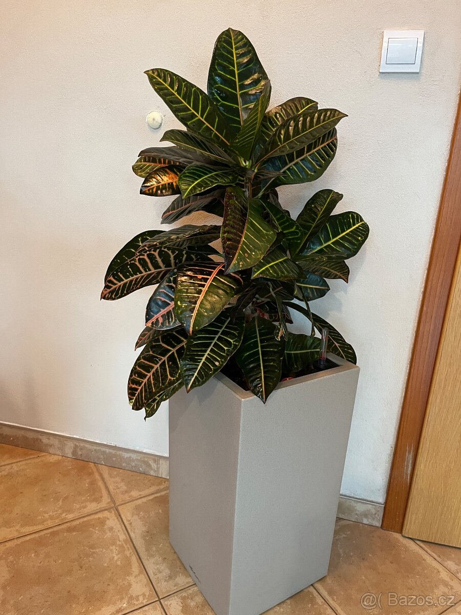 Dva vzrostlé krotony v samozavlažovacích květináčích Lechuza - 7