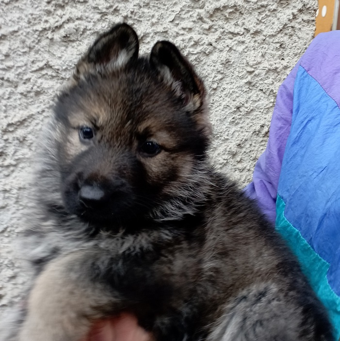 Německý ovčák štěnata s PP - 7