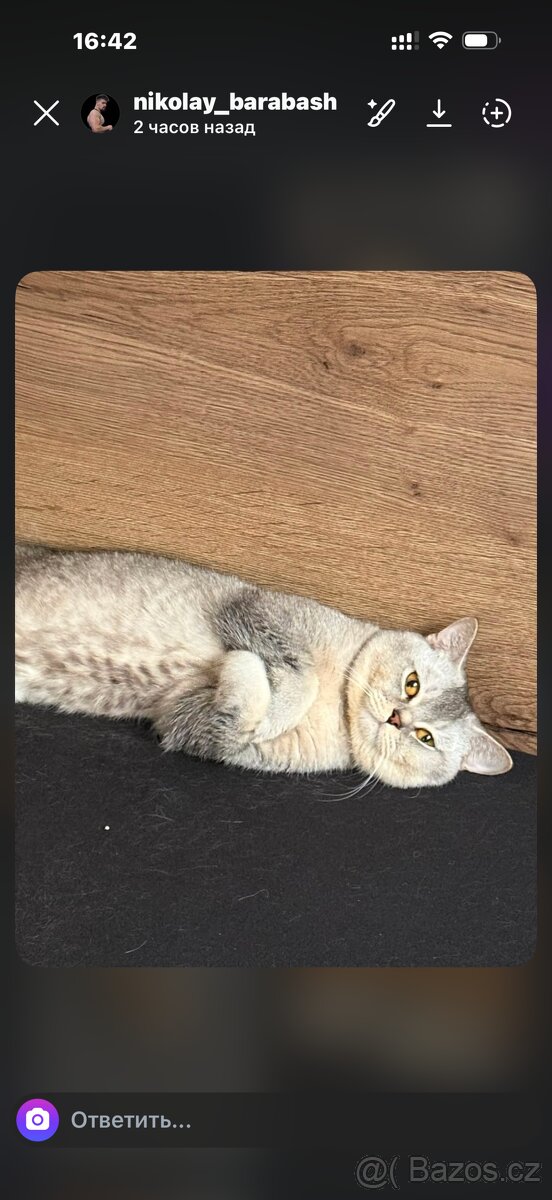 🐾 Prodám britská koťátka 🐾 - 7