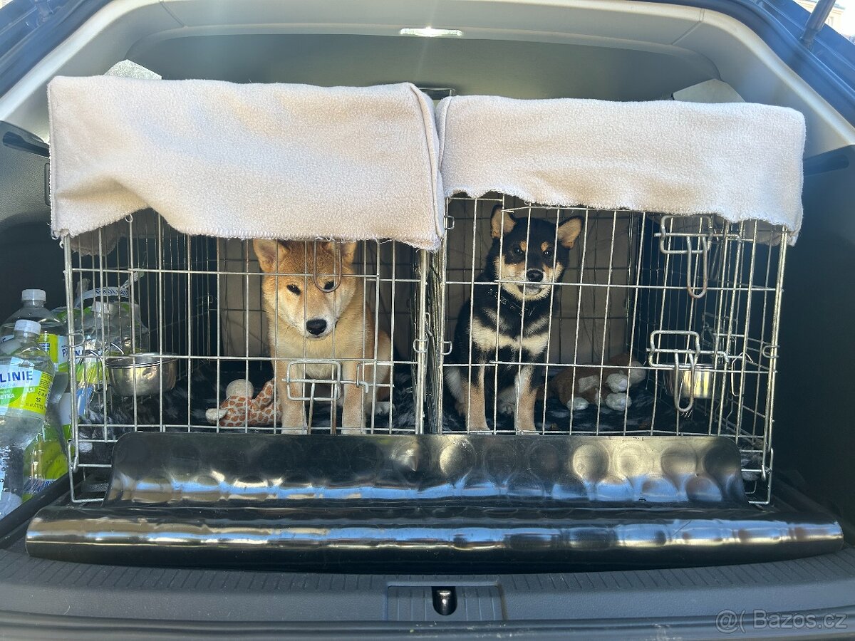 Štěňě Shiba s PP ČMKU/FCI - 7