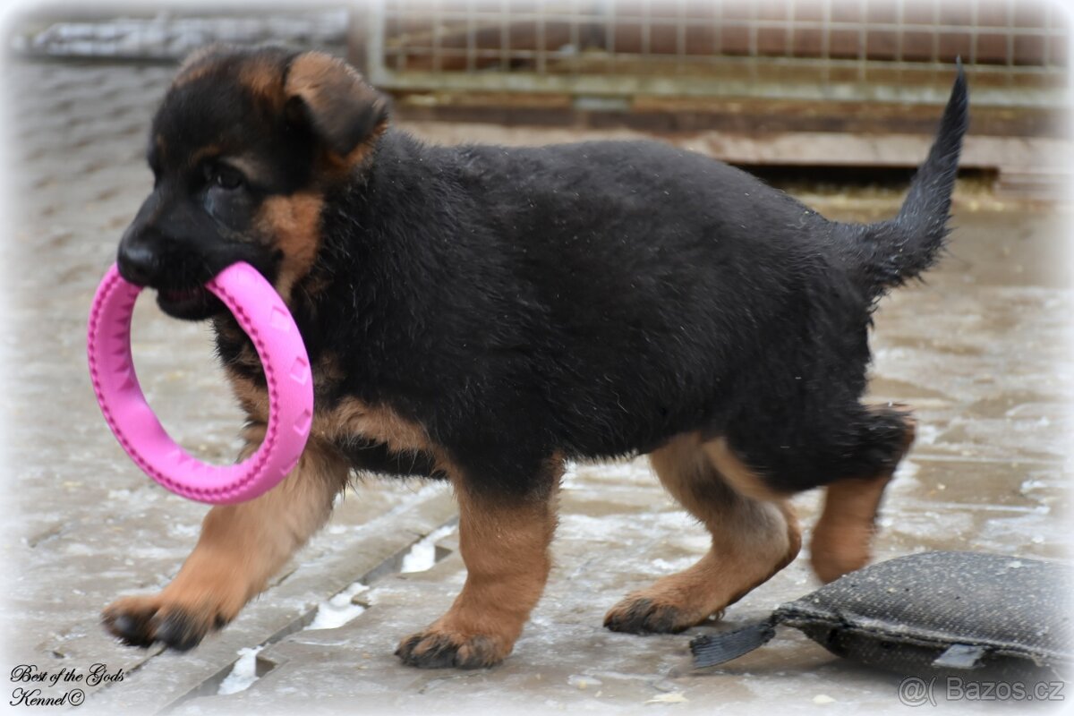 Německý Ovčák - štěňata - 7