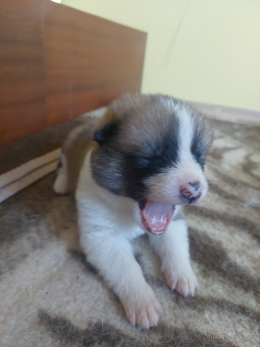 štěně akita inu - 7