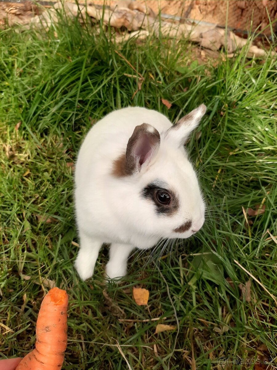 Hlídání zvířat - 7