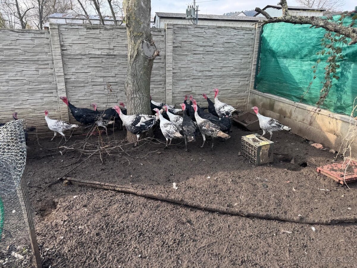 Krůty a krocani bronzové - 7